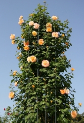 Opora pro pnoucí rostliny 188 x 40 cm